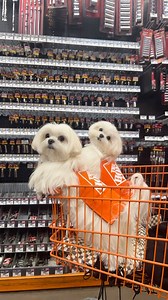 112K views · 13K reactions | Booked and busy‍♀️ • • #dog #dogs #doggo #dogslover #doglover #funny #dogsofinstagram #pup #puppy #adorable #maltese #cute #cutedogs #cutedog #dogsofinsta #dogsofig | Cocothemaltesedog | Facebook