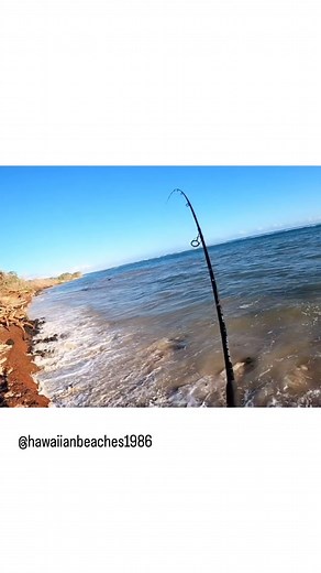 Fishing Report from HI! #BlackHoleUSAProStaff Sean @hawaiianbeaches1986 using the Black Hole USA 10’ Suzuki 1/2 - 2 oz. Surf Rod! www.blackholeusa.com #blackholeusa #bendo #surffishing #ulua #uluafishing #gt #topwaterfishing | Black Hole USA
