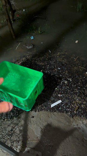 Lỏ ống bôm | Vua Càng Long