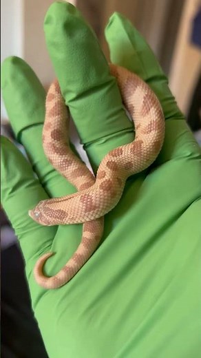 Hognose snake being cute! 🥰