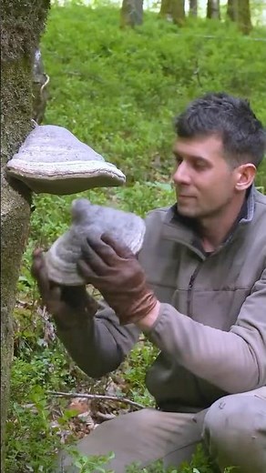 This Fire Fungus Will Save Your Life in a Survival Situation #survival #bushcraft #camping