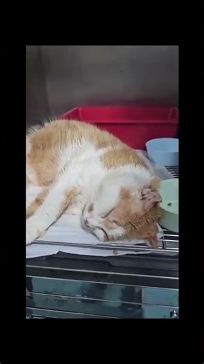 Jonny doarme liniștit pentru că e vindecat. #pisici #animalrescue