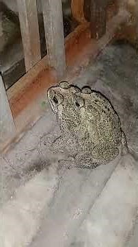 frogs mating... amplexus