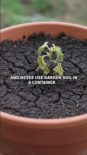 Your Tomato Plants Are Failing Because of THIS! (2 Mistakes)