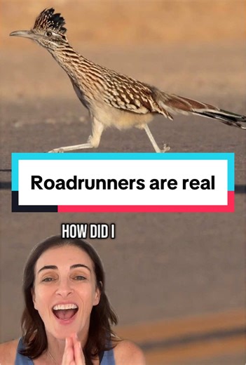 Discovering the Truth About Roadrunners Today