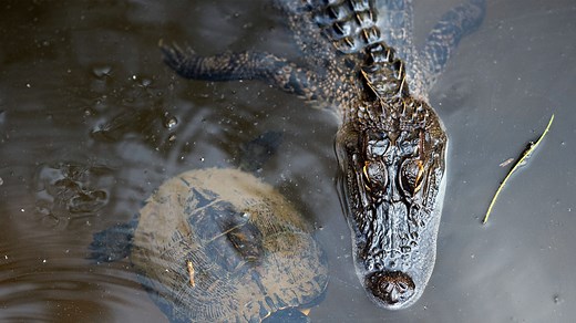UWF's campus is wild - deer in the library, piglets in the dorms and a one-armed alligator.