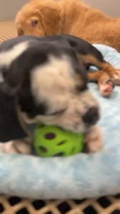 Adorable Obi 🐶🥰 the Mini Bulldog ❤️ https://berlinpetshop.com/7986-obi/ ❤️#minibulldog #minibulldogs #minibulldogsofinstagram #minibulldogpuppy #minibulldogpuppies #minibulldogsoftheworld #minibulldogsrule #minibulldoglove #minibulldogsofig #minibulldoglife #minibulldogpup #minbulldogworld #minibulldogsrock #minibulldogsofig #minibulldogsarethebest #minibulldoglovers #puppygram #puppyoftheday #puppydog #puppyworld | Berlin Pet Shoppe