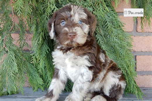 Elise - Labradoodle Puppy D39FE4