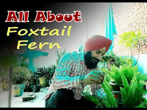 The Ultimate Guide to Caring for Foxtail Fern #foxtail fern care #foxtail fern propagation