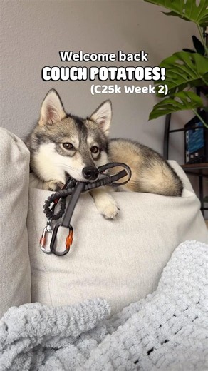 Canicross Couch to 5k: Week 2/12