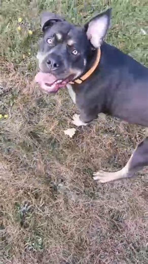It's always nice to get updates even after you've done training a dog. Nala is happy to engage and train (the spin 🥰) but also has the reliability in her training to be offlead thanks to a great recall and a solid heel. Motivation and obligation together mean that she can have the freedom to live her best life. I just thought it'd nice to to share a video from a client because it's not about me! The dogs are always the ⭐ ⭐ ⭐ 😉 | Cross Canine Training