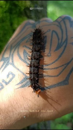 Great Eggfly Caterpillar | Blue Moon Butterfly (Hypolimnas bolina)