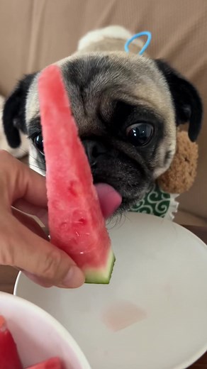 #ASMR #パグ #パグのいる生活 #pug #わんこのおやつ #食いしん坊犬