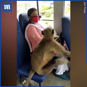 'Oh, nothing unusual going on here, just a monkey riding on a bus' 🐒 | Daily Mail Video