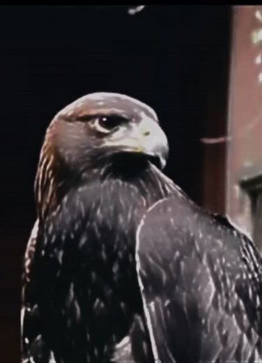 Eagle Screaming Sounds: Captivating Edits Unleashed