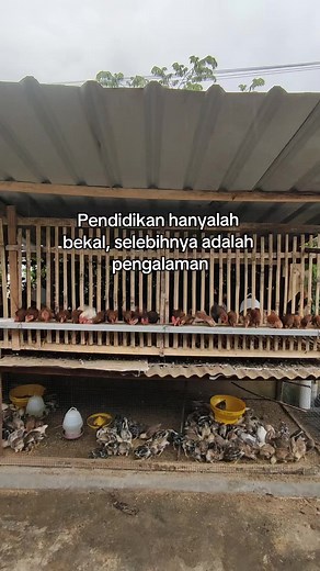 Panduan Ternak Ayam Kampung untuk Pemula