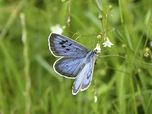 Record year for globally-endangered large blue butterflies