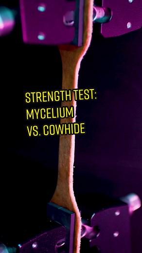 We tested our material vs. leather for tensile strength, wear, abrasion, and color fastness. It performs rather well, and it’s improving every day! See the independent testing data by leather test lab Vartest: https://www.madewithreishi.com/stories/performance-results-q120 #sustainable #vegan #veganfashion #mushroomleather #veganleather #sustainablefashion #leatherwork #leathercrafting #leathertesting #testlab #reishi #fungi #mushrooms #crueltyfree #mycelium #myceliummagic #materialsscience #mus