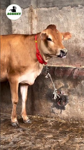 Fastest Maturing Cow Breed Jersey #cow #dairyfarming #facts