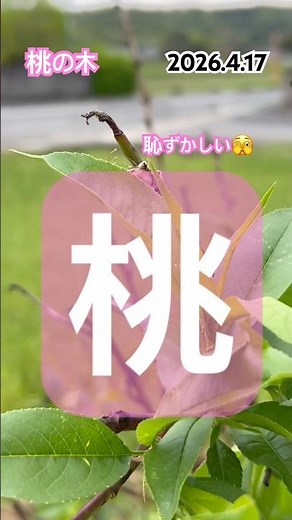 [Pruning peach trees] #peach