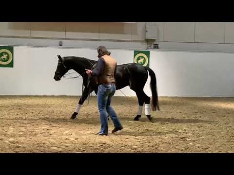 Horst Becker an der Doppellonge