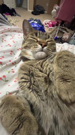 we’re so spammy tonight sorry um just being hansum #handsomecat #catlover #fypシ #lazycat #cutecat