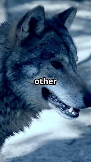 Which Wolf Wins? – The Cherokee Story Everyone Must Hear