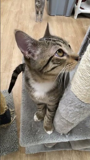 Socializing Your Cat? Start Here 😺💬 #cattok #cattips
