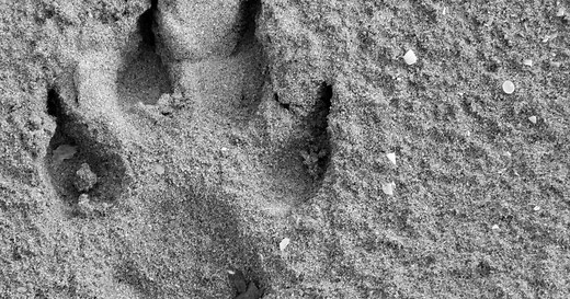 Wildlife Forensic DNA Standard Procedures