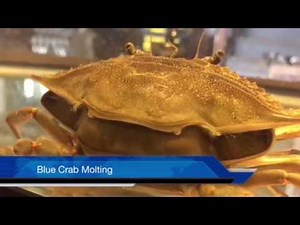 Blue Crab Molting Amazing Quality