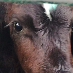 510K views · 9.7K reactions | Inutiles aux yeux de l'industrie laitière, les veaux mâles séparés de leur mère affrontent encore malgré le #Covid_19 des trajets de plus de 50h pour se faire engraisser et tuer. Changeons de paradigme, il est temps! Nouvelle enquête L214 Ethique et Animaux & Eyes on Animals ⚠️ Il y a urgence. Exigeons l’arrêt des longs transports d’animaux, signez https://www.L214.com/transport-veaux | One Voice | Facebook