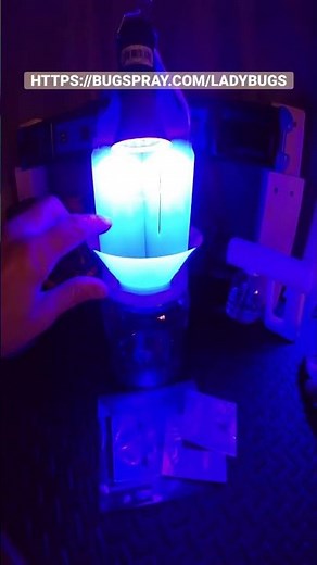 Best STINKBUG and LADYBUG TRAP! bugspray.com/ladybugs