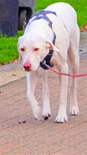 Labrador Show #dogbreed