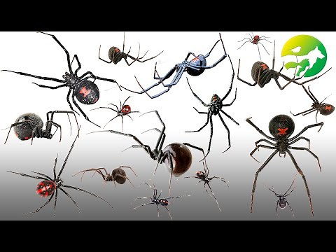 Learn The Black Widow Spider Classification - Characteristics of Animals