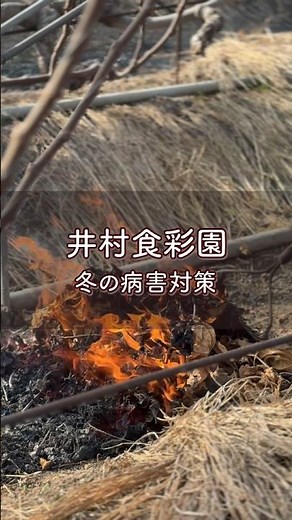 【冬のイチジク畑、品質を守るためのひと手間】