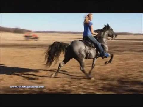 Speed Racking Horse Pretty Boy Floyde