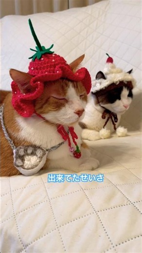 [Goodbye Strawberry-chan] Apparently, Snowshoe Cat Care's head is made of strawberries! #shorts #...