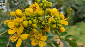 1+ Free Cassia Javanica 4K & HD Stock Videos