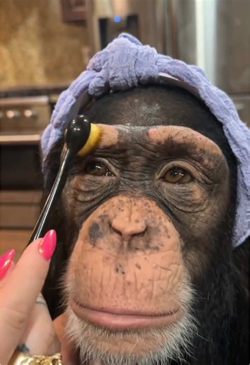 Tara the Chimp Gets a Fun Makeover
