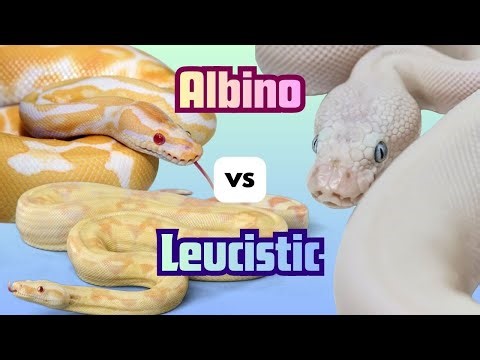 Albino vs Leucistic: What's The Actual Difference? | Reptile Genetics Weekly Ep 137