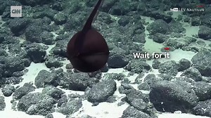 Check out this footage of a rare gulper eel shape shifting to intimidate predators https://cnn.it/2CD7N1a | CNN International