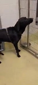 SAFE!! This traumatized boy has been at the city shelter for over 3 weeks. He is out of time and it’s breaking our hearts. The hardest part when spending time with the scared dogs outside of their kennels isn’t he moment you have to take them back and lock them away. Please help save Chase. Chase is still a baby listed at one year old terrified at the Wichita animal shelter. He was surrendered for a minor bite incident in the home. It was reported that the owner was taking him out to the front r