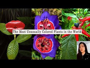 The Most Unusually Colored Plants in the World | Rare & Beautiful Nature 🌿