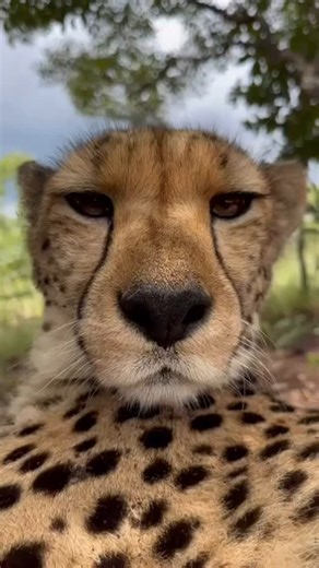 4.4K views · 43K reactions | There’s nothing quite like the sound of a cheetah purring. It’s not just soothing - it’s a sign of comfort, trust and connection. Unlike most big cats, cheetahs can’t roar, but they do purr, chirp, hiss and growl. Each sound tells a story. This one? Pure contentment.   #CheetahPurr #BigCatFacts | Cheetah Experience | Facebook