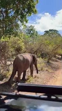 🐘 Lonely Elephant Lives ALONE in the Jungle | Heartbreaking Story
