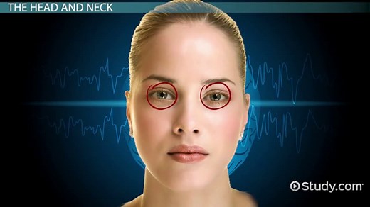 Principal Anatomical Regions of the Human Body