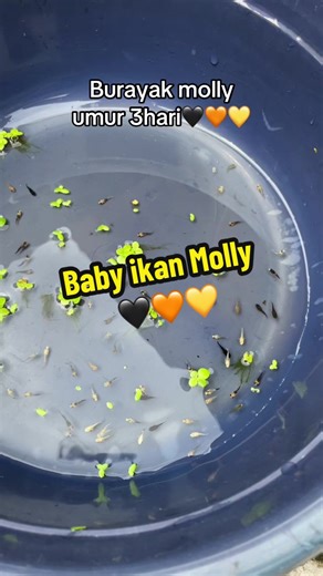 Caring for Baby Molly Fish: A Complete Guide