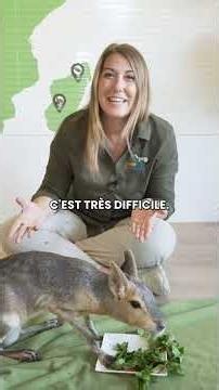Découvrez Willy, un Mara de Patagonie unique ! Il a besoin d'attention et de stimulation ! Apprenez-