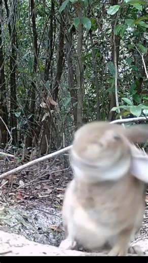 A Cottontail Bunny Rabbit Moment — fresh from the burrow