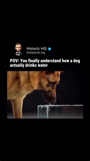 Historic HQ | Dogs don’t actually scoop water with their tongues—they flip them backward like a little underwater hook. When the curled tip hits the... | Instagram